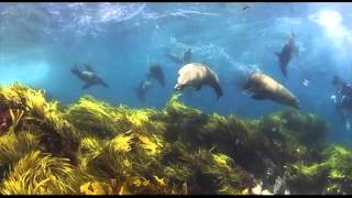 Montague Island Seals  Montague Island Nature Reserve [upl. by Bale908]