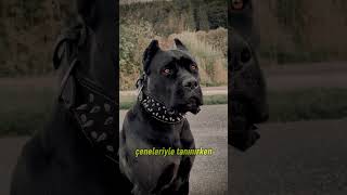 Kangal vs Cane Corso Sizce Sonuç Ne Olur [upl. by Ainit]