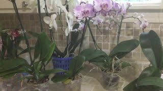 como transplantar orquideas phalaenopsis y eliminar cochinia algodonosa [upl. by Assitruc]