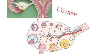 la folliculogénèse partie 1 شرح عربي و فرنسي و بالدارجة و بطريقة سهلة و مبسطة [upl. by Flieger]