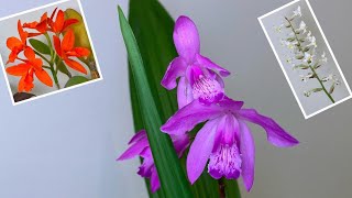 「22237」白芨兰【兰花词典55】Bletilla striata 顺便看一眼宝石兰金满意（静姐说花） [upl. by Shanks]