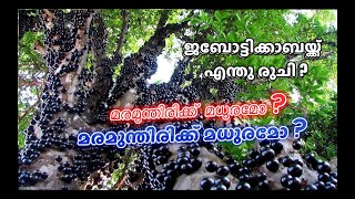 ജബോട്ടിക്കാബയ്ക്ക് എന്തു രുചി  മരമുന്തിരിക്ക് മധുരമോ TASTE OF JABOTICABA BRAZIL TREE GRAPE [upl. by Airelav]