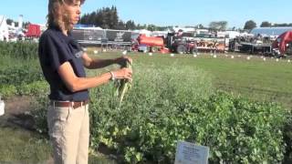 Cover Crops  Tillage Radish VS Oilseed Radish [upl. by Ecinnej]