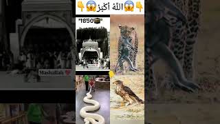 Mashallah ya rahman 😱😱 viralshort islamicstatus funny allhu youtubeshorts animals [upl. by Rambort152]