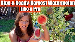 Ripe amp Ready How to Harvest Watermelon Like a Pro [upl. by Beilul]