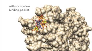 Revealed  Helicobacter pylori’s secret weapon [upl. by Izak]