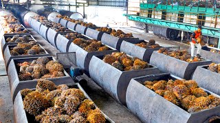 How Palm Oil Is Made In Factory  Palm Harvesting amp Processing Technology  Palm Oil Factory [upl. by Vernier]