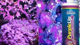 How to Grow Coralline Algae Accelerate Purple Algae Growth [upl. by Luas]