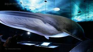 OZEANEUM Stralsund [upl. by Kirby]