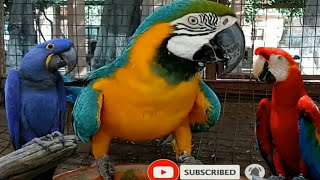 macaw parrot talking  macaw parrot sound [upl. by Reider67]