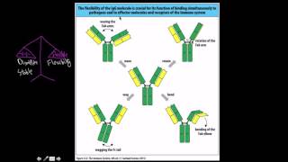 Immunology Isotypes of antibodies [upl. by Anerdna]