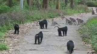 Lion tailed macaque [upl. by Esylle]