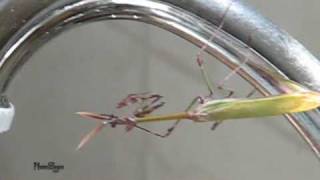 סוסתהשד המצויה  Empusa fasciata צולם בשומרון [upl. by Tabina362]