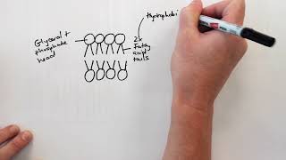 Phospholipid bilayer drawing video [upl. by Mick]