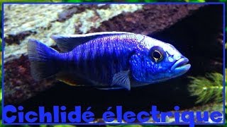 Sciaenochromis fryeri  Konings 1993  Cichlidae  Cichlidé électrique  082017 [upl. by Gwenn]