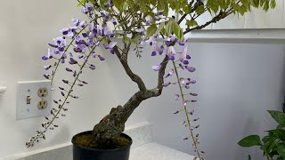 My homemade wisteria bonsai in bloom [upl. by Boswall]