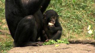 Bonobo Family Outside 1st TimeCincinnati Zoo [upl. by Bak418]