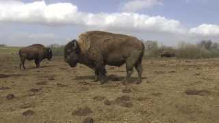 Land TV  Den fynske bison [upl. by Flagler]