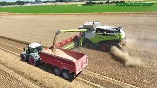 Moisson en Claas Lexion 780 TT amp 3 tracteurs Fendt [upl. by Retloc567]