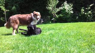 Follow Koda Frisbee spielen  Raufen mit Cisco [upl. by Errecart]