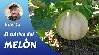 MELÓN FRANCÉS Como producir del melón francés [upl. by Leisha]