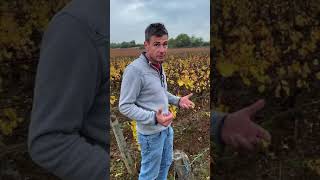 Vincent Dureuil on Rully 1er Cru Meix Cadot [upl. by Aracot]