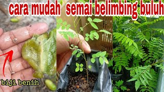 HOW TO GROW BAMBOO STARFRUITCARA TANAM POKOK BELIMBING BULUH DARI BIJI BENIH YANG JATUH DARI POKOK [upl. by Samson]