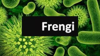 Frengi [upl. by Tad]