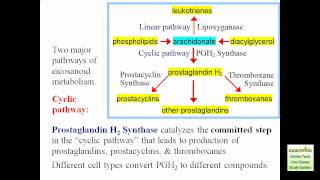 Eicosanoid Synthesis [upl. by Norit]