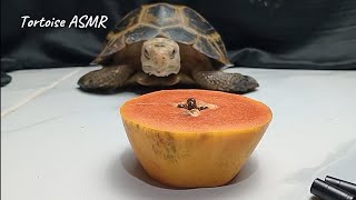 ASMR Turtle tortoise eating papaya 🐢🐢 [upl. by Elyrad]