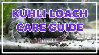 Kuhli Loach Care Guide [upl. by Caterina]