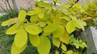 Golden Legium Plant  Yellow Karada  kaha karada Tree  Golden Horse Bush Dendrolobium umbellatum [upl. by Humbert]