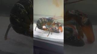 Pet lobster🦞fights for snapper carcass🤯 fish lobster fishtank [upl. by Delila]