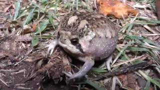 Bushveld Rain Frog Breviceps adspersus [upl. by Enorej488]