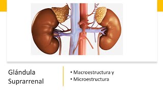 Glándula Suprarrenal  Explicación de la Macroestructura y Microestructura 👍👍 [upl. by Maroj406]