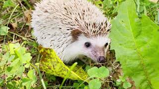 Hedgehog The Cutest Small Animals Kept As Pets [upl. by Bunting]