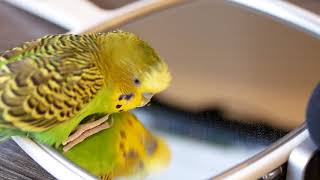 A parakeet speaks human words to his reflection in the mirror Clear audio [upl. by Eiramoj]