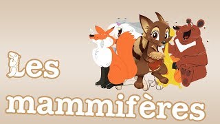 Apprendre le français  Les mammifères 🐁🐇🐆  Vocabulaire [upl. by Anahsit260]