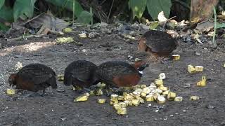 Sorprendente Avistamiento de Una Especie Rara y Fascinante Rufous Fronted Wood Quail [upl. by Novel492]