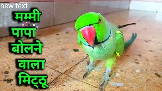 parrot talking mummy papa  radhe radhe bolne vala mithu  parrot kitu funny parrotmitthu [upl. by Ecinej]