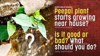 Peepal plant starts growing near house Good or bad Watch this before removing Peepal from house [upl. by Ettenuahs]