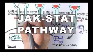 JAKSTAT Signalling Pathway [upl. by Nuhsal]