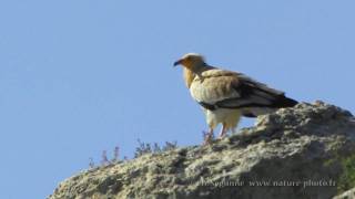 Le vautour percnoptère Neophron percnopterus [upl. by Nwavahs550]