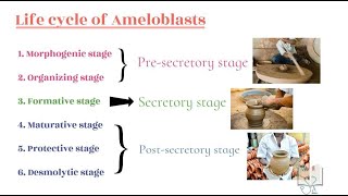 Life cycle of Ameloblast [upl. by Mahla]