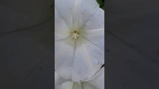 Calystegia sepium flowers [upl. by Eseerehc820]