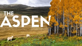 This Forgotten Tree is Rewilding Scotland  here’s how [upl. by Kaliski]