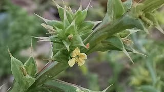 Θαλασσόχορτο ή αλμύρα Salsola kali δίπλα στο κύμα στην ακρογιαλιά της Σκάλας Καλλιράχης Θάσου [upl. by Kilby224]