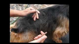 Australian Terrier Grooming the Basics [upl. by Ulund341]