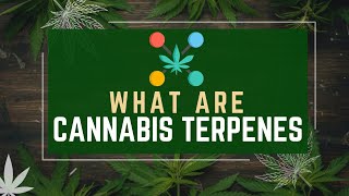 Mastering Cannabis Terpenes  A Comprehensive Guide [upl. by Rivard]