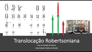 Translocação Robertsoniana [upl. by Ahsilyt]